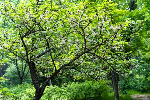 خلفية أزهار الكرز بدقة 4K · nature · 3840×2560