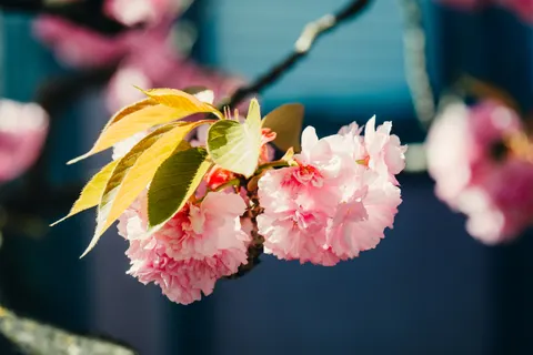 樱花 4K壁纸 · nature · 3840×2563