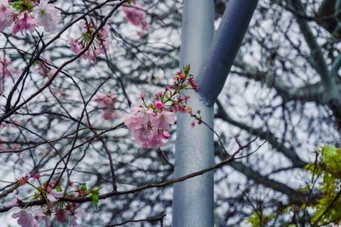 Kirschblüte 4K Hintergrundbild · nature · 3840×2560
