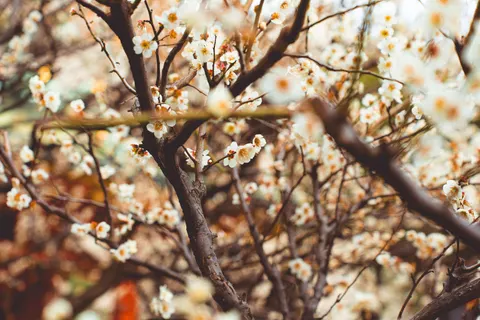 Fond d'écran Fleur de cerisier 4K · nature · 3840×2560