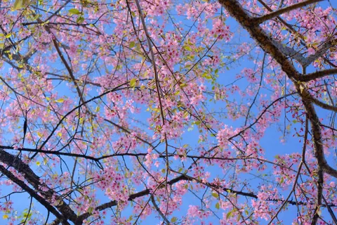 樱花 4K壁纸 · nature · 3840×2560