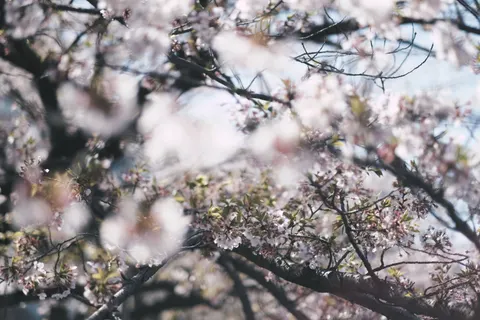 벚꽃 4K 배경화면 · nature · 3840×2560