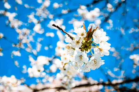 벚꽃 4K 배경화면 · nature · 3840×2560