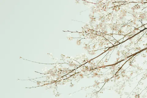 Cherry Blossom 4K Wallpaper · nature · 3840×2560
