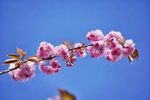 樱花 4K壁纸 · nature · 3840×2560