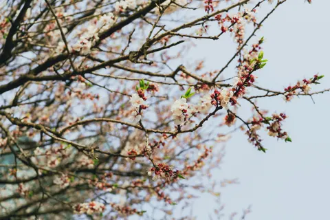 樱花 4K壁纸 · nature · 3840×2560