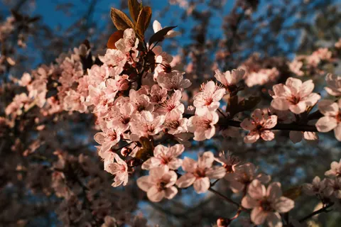 خلفية أزهار الكرز بدقة 4K · nature · 3840×2560