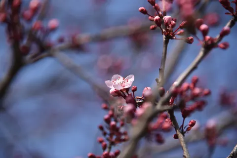 樱花 4K壁纸 · nature · 3840×2563