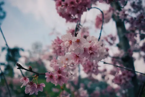 Kirschblüte 4K Hintergrundbild · nature · 3840×2560
