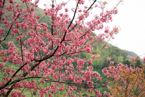 Cherry Blossom 4K Wallpaper · nature · 3840×2560