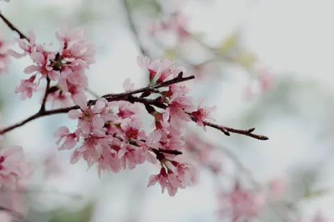 Kirschblüte 4K Hintergrundbild · nature · 3840×2560