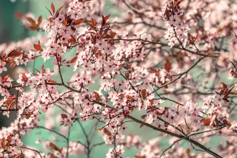 Fond d'écran Fleur de cerisier 4K · nature · 3840×2560