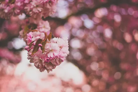 벚꽃 4K 배경화면 · nature · 3840×2560
