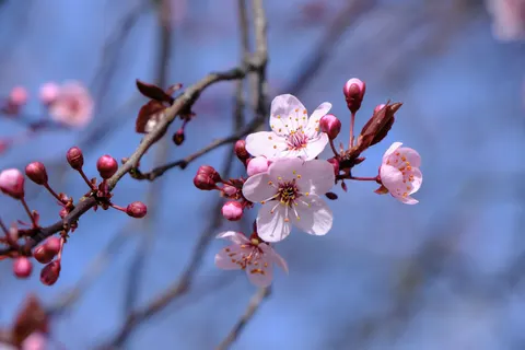 Fond d'écran Fleur de cerisier 4K · nature · 3840×2560