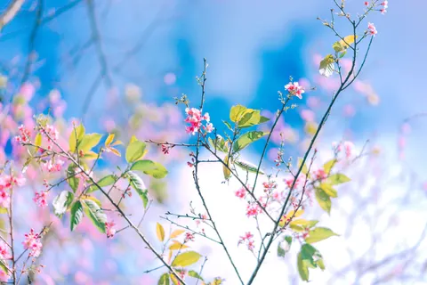 樱花 4K壁纸 · nature · 3840×2560