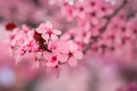 Kirschblüte 4K Hintergrundbild · nature · 3840×2560