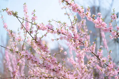 Cherry Blossom 4K Wallpaper · nature · 3840×2560