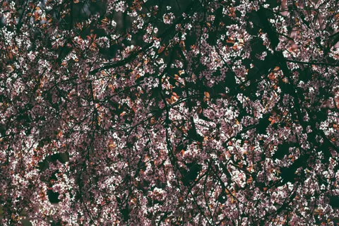 Fond d'écran Fleur de cerisier 4K · nature · 3840×2560