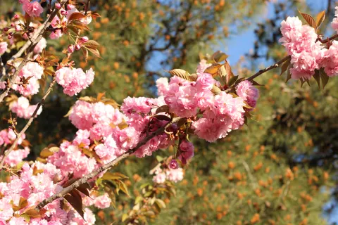 Cherry Blossom 4K Wallpaper · nature · 3840×2560