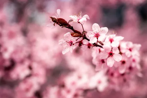 Cherry Blossom 4K Wallpaper · nature · 3840×2560