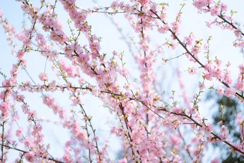 樱花 4K壁纸 · nature · 3840×2560