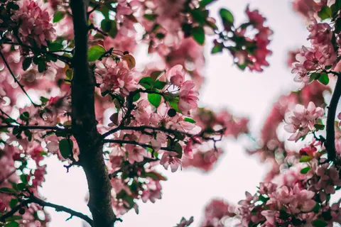 خلفية أزهار الكرز بدقة 4K · nature · 3840×2560