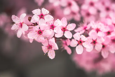 Fondo de pantalla Flor de cerezo 4K · nature · 3840×2560