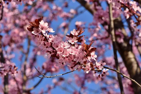 Kirschblüte 4K Hintergrundbild · nature · 3840×2560