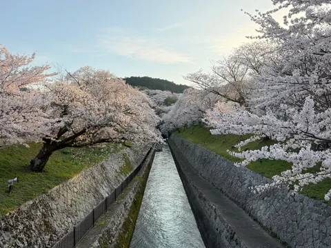 벚꽃 4K 배경화면 · nature · 3840×2880