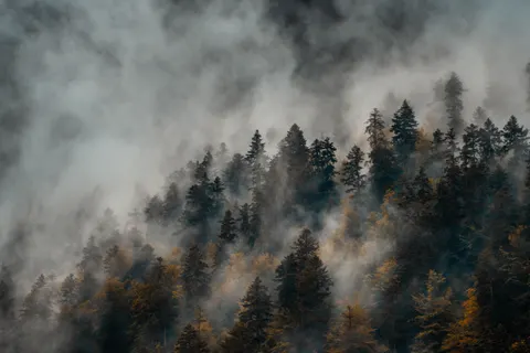 Foggy Forest 4K Wallpaper · nature · 3840×2560