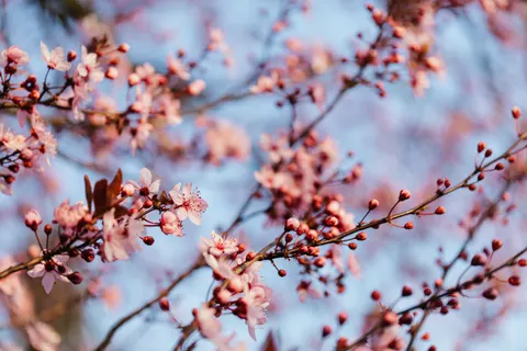Fond d'écran Fleur de cerisier 4K · nature · 3840×2560