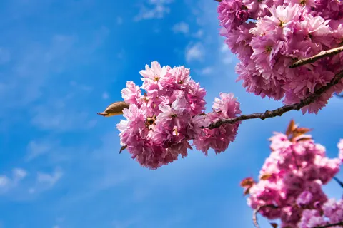خلفية أزهار الكرز بدقة 4K · nature · 3840×2560