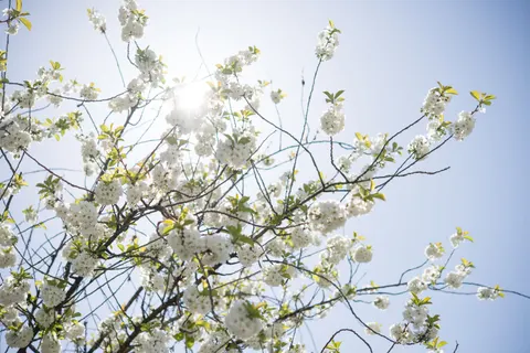 Cherry Blossom 4K Wallpaper · nature · 3840×2563