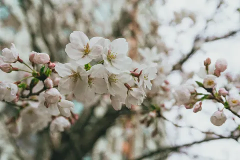 Fond d'écran Fleur de cerisier 4K · nature · 3840×2560