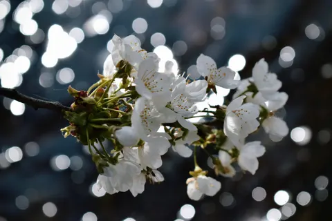 Fondo de pantalla Flor de cerezo 4K · nature · 3840×2560