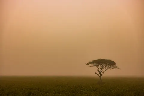 Lone Tree 4K Wallpaper · minimal · 3840×2561