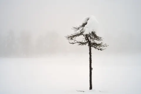 Lone Tree 4K Wallpaper · minimal · 3840×2561