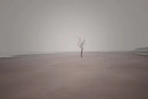 Lone Tree 4K Wallpaper · minimal · 3840×2560