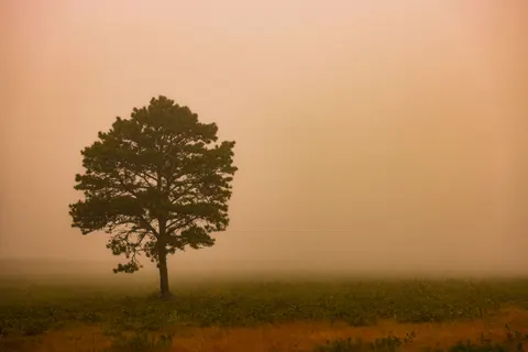 Lone Tree 4K Wallpaper · minimal · 3840×2561