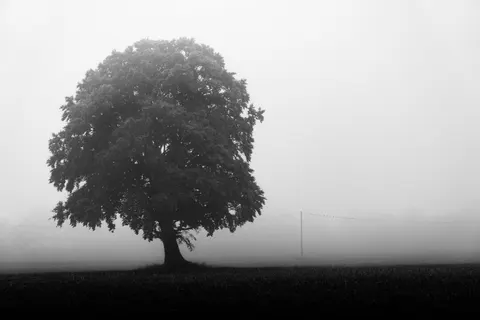 Lone Tree 4K Wallpaper · minimal · 3840×2560