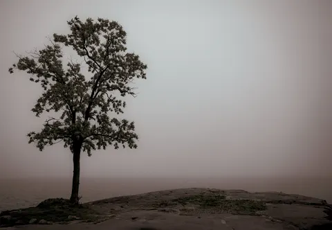 Lone Tree 4K Wallpaper · minimal · 3840×2656