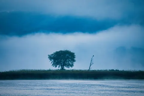 Lone Tree 4K Wallpaper · minimal · 3840×2560
