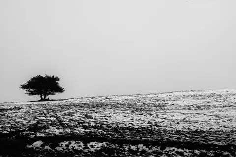 Lone Tree 4K Wallpaper · minimal · 3840×2560
