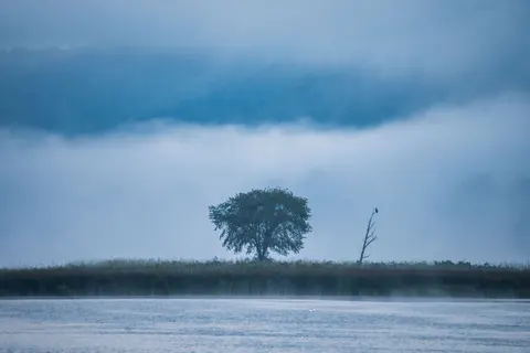 Lone Tree 4K Wallpaper · minimal · 3840×2560