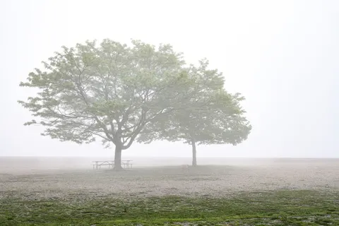 Lone Tree 4K Wallpaper · minimal · 3840×2560