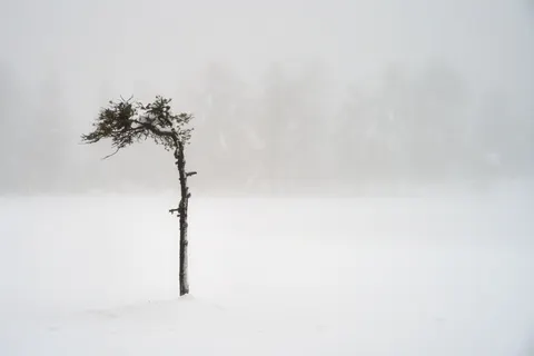 Lone Tree 4K Wallpaper · minimal · 3840×2561