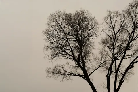 Lone Tree 4K Wallpaper · minimal · 3840×2553