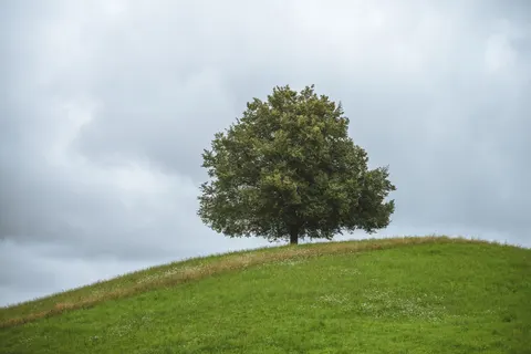 Lone Tree 4K Wallpaper · minimal · 3840×2560