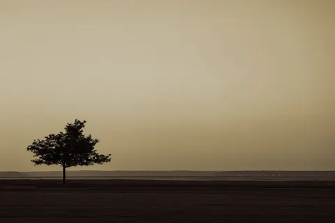 Lone Tree 4K Wallpaper · minimal · 3840×2561