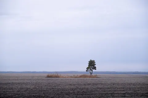 Lone Tree 4K Wallpaper · minimal · 3840×2560